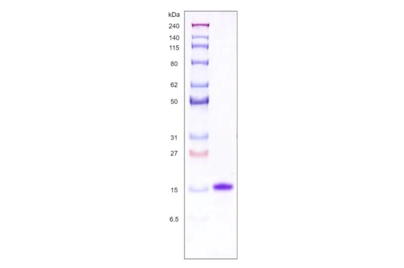 Recombinant Human Galectin 1, His Tag -25 ug