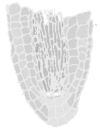 The Arabidopsis Gene Expression Database